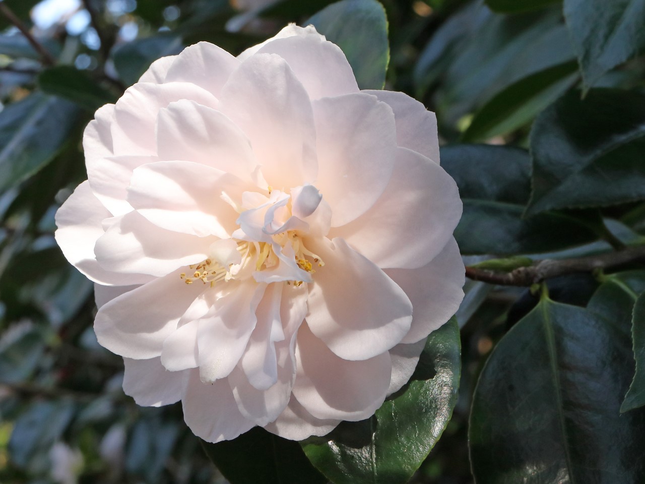 C. japonica 'Coed'